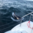 Orca attacks